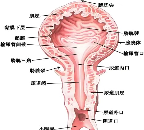 尿路3.png